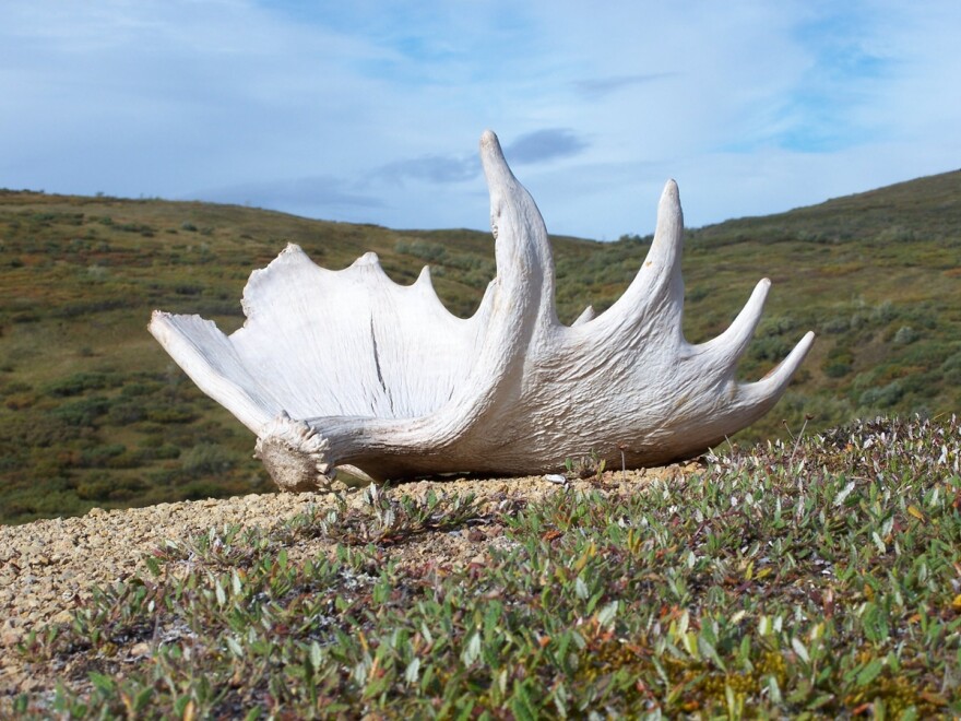 There are several key differences between horns and antlers.