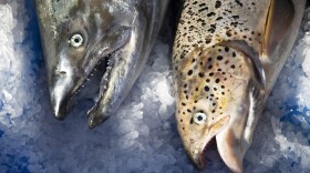 A wild Pacific salmon, left, next to an escaped farm-raised Atlantic salmon, right, on Aug. 22 at Home Port Seafoods in Bellingham. 