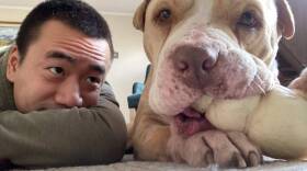 Kyle Chu and his partner Sophia Sincevich decided to foster Bendu to give him a sweet end to his hard life. (Courtesy of Sophia Sincevich)