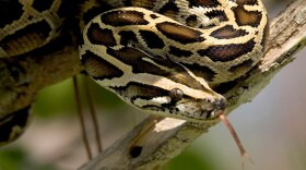 The South Florida Water Management District Governing Board agreed Thursday to double its number of hunters who are trying to eradicate invasive Burmese pythons. NATIONAL PARK SERVICE
