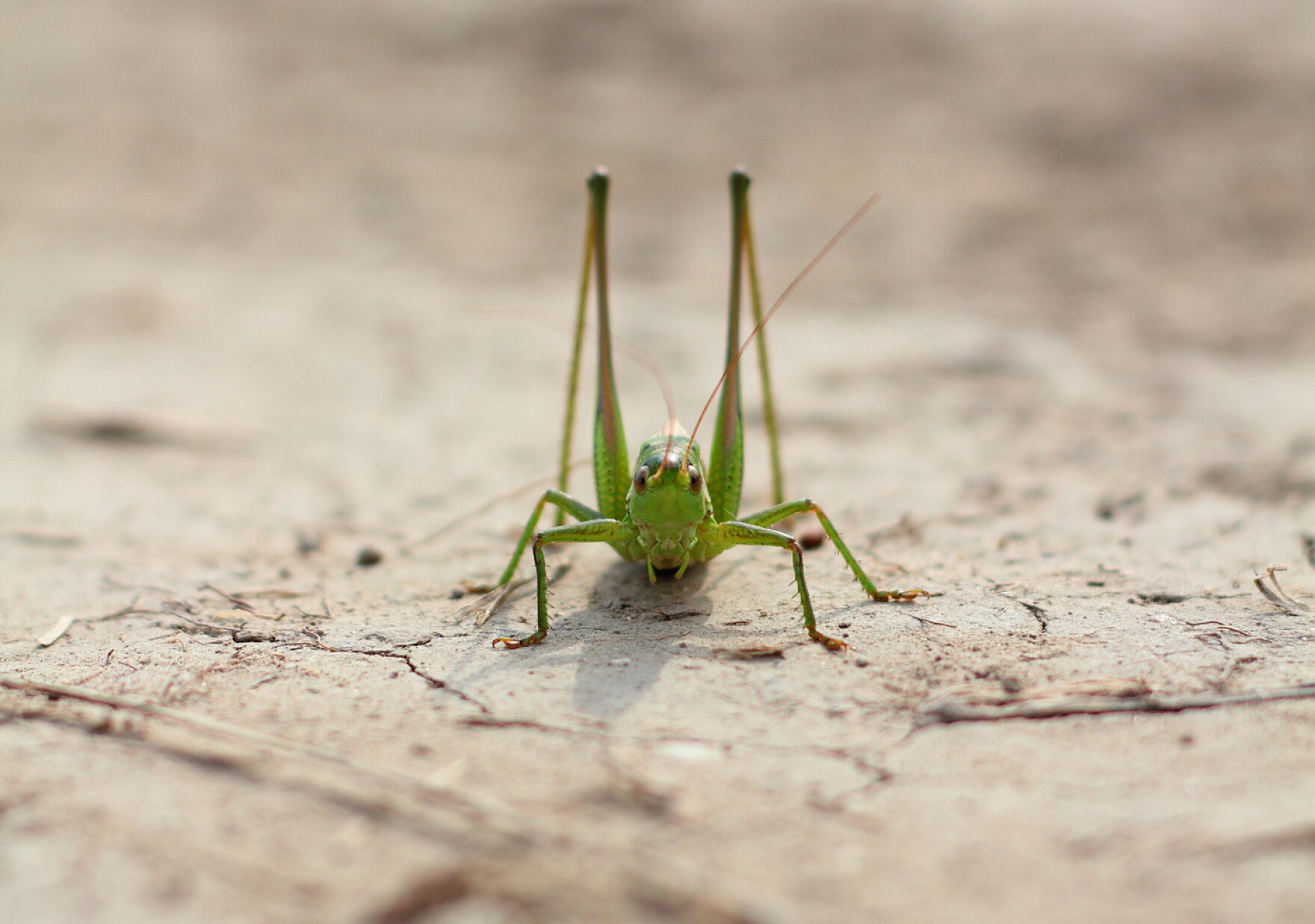 The chemical that keeps swarming locusts from eating each other