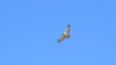 A raptor flies above the camera on a clear day.