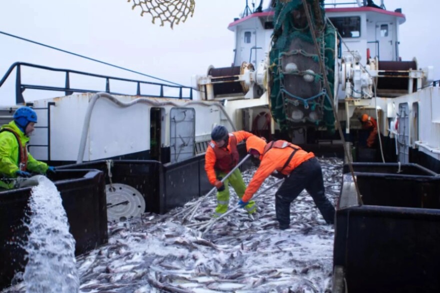 Crew members shovel pollock onboard a trawler in the Bering Sea in 2019.