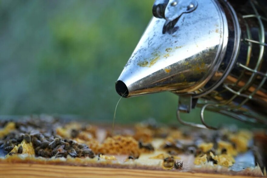 A photo of a bee farm