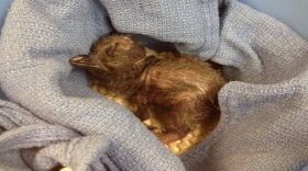 This little penguin is the first Zoo baby of 2016.