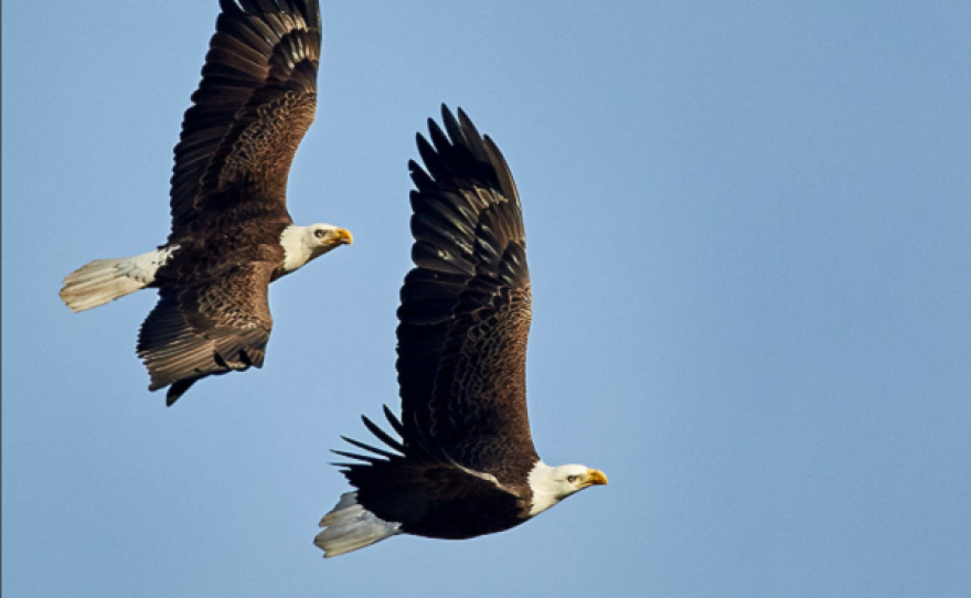 Death Spirals' Of Love: The Fascinating Behavior Of North Carolina Bald  Eagles | WUNC