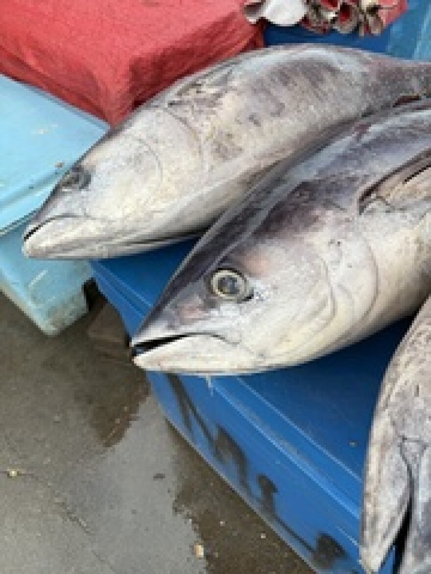 Solomon Islands Fish Market