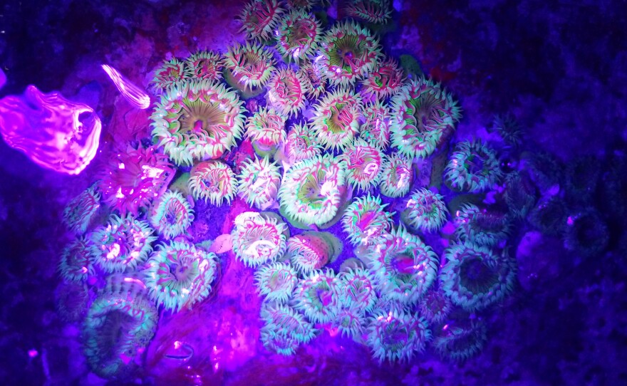 Sea anemones illuminated with a black light during a nighttime low tide, at Constellation Beach in Seattle.