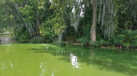 Blue-green algae in Doctors Lake in 2017.