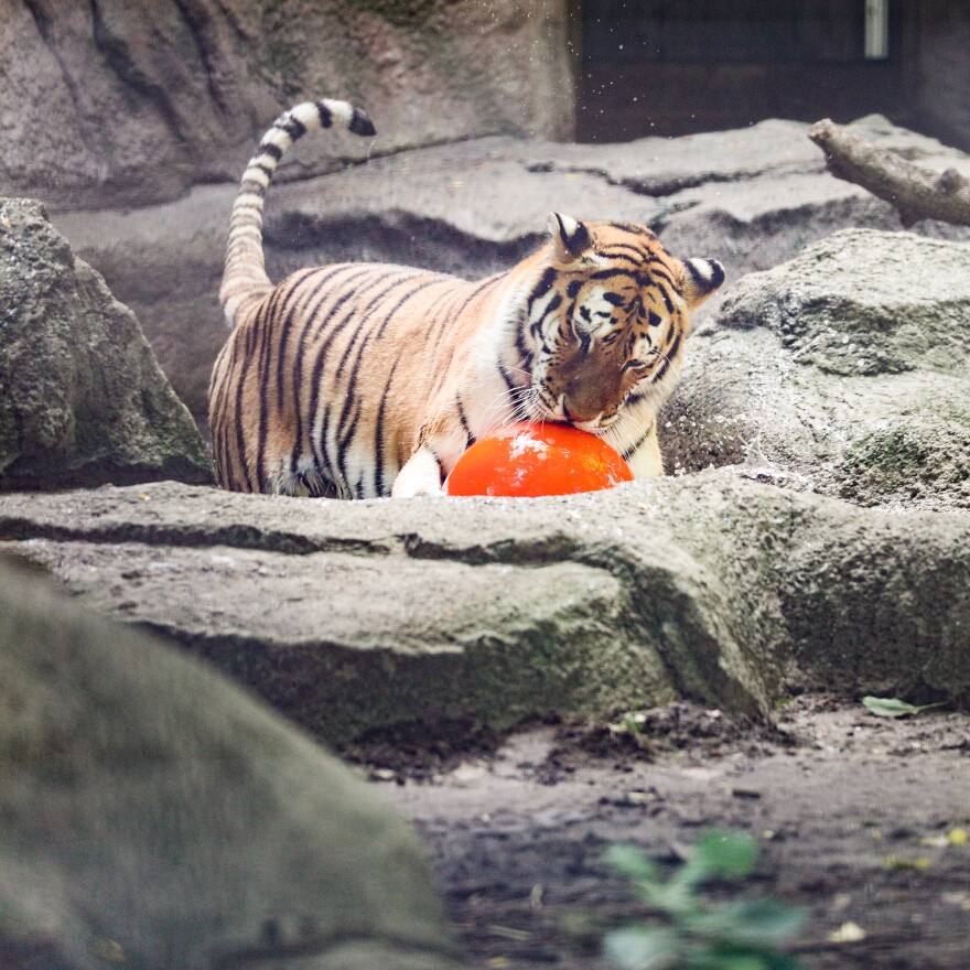 tiger playing with ball