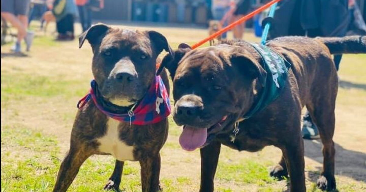 ACC Animal Services to host Fall Adoption event Saturday, September 19