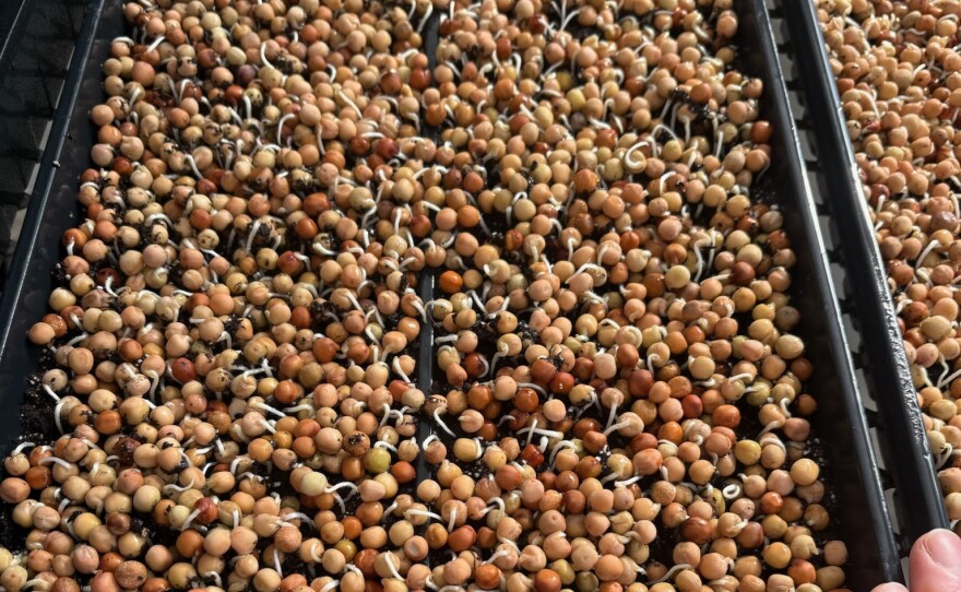 Once your pea shoots start to sprout, you can pull back on watering a little bit, but still keep it regular. It'll take about 10 days until you're ready to harvest.