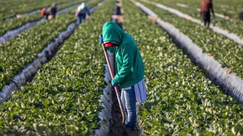 Woman farm worker in green sweatshirt in strawberry field with shovel and other farms workers and rows of strawberry plants in background