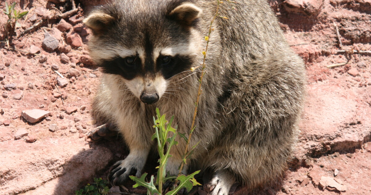 Trapping Orogram Youth trapping program closed for 2026 | SDPB