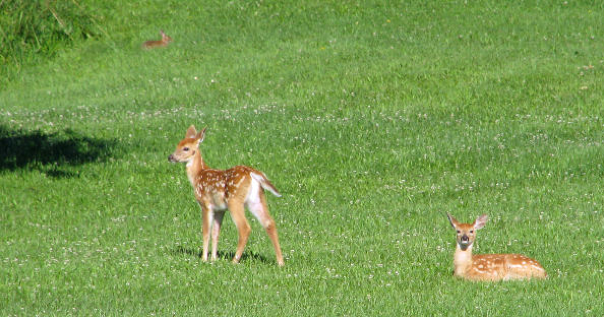 Michigan lifts deerbaiting ban for next three years