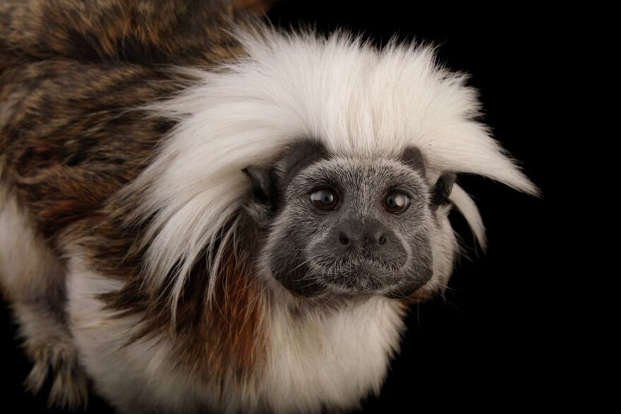 The cotton-top tamarin, also called the cotton-headed tamarin, is native to a very small region of northwestern Colombia. Its limited distribution stretches from the Atrato River to the Magdalena River. These uniquely colored, clever primates are found in both humid and dry tropical forests. They are arboreal, so they can be seen leaping and scurrying through the canopy.