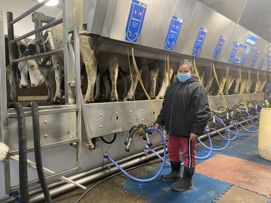 A member of the milking crew at Volles' dairy farm. DANIELLE VOLLES