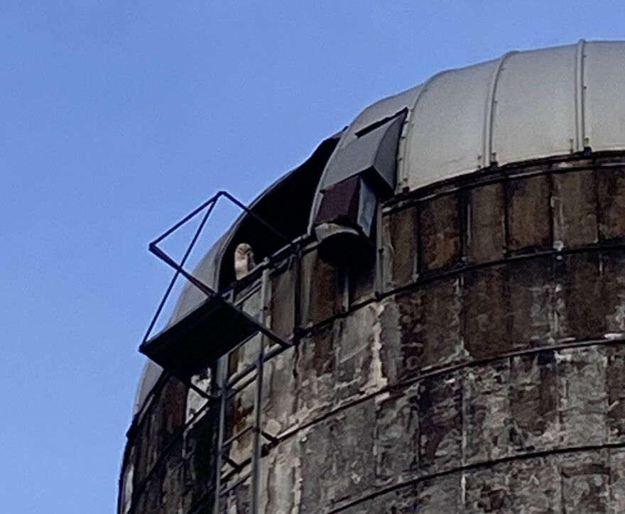 Barn owl peeking out of the silo.