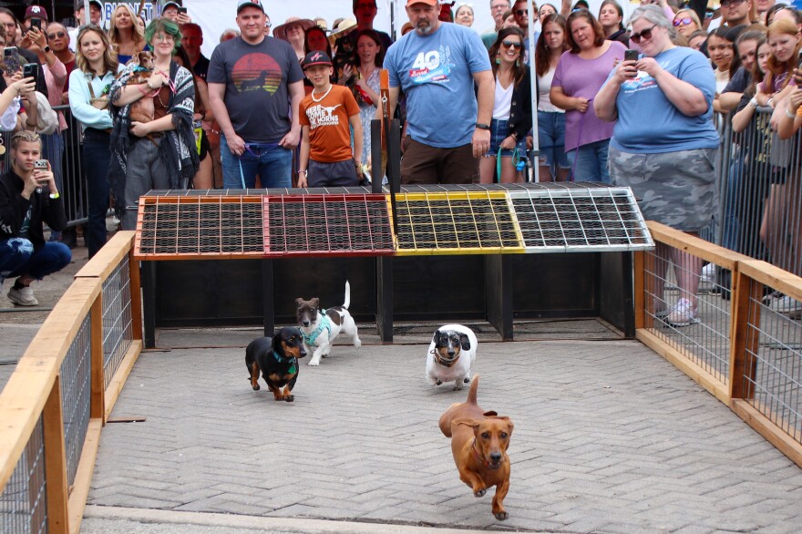 The Bluebonnet Festival features wiener dog races on the square in Burnet on Sunday from 1 to 3 p.m.