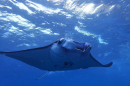 Manta Ray swimming