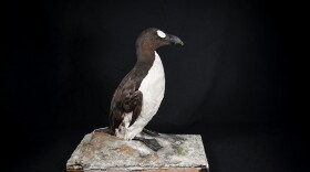  stuffed bird that looks like a penguin