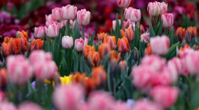 Tulips bloom in 2021. (David Gannon/AFP/Getty Images)