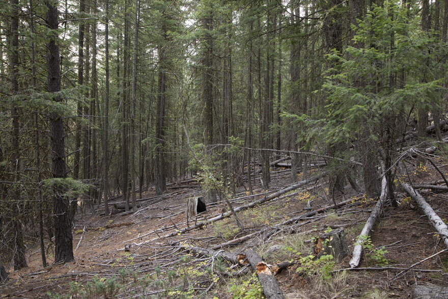 A forest stand in the Virginia Ridge area before it was harvested. 
