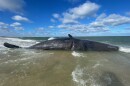 A dead sperm whale in shallow water with a visible gash on its side