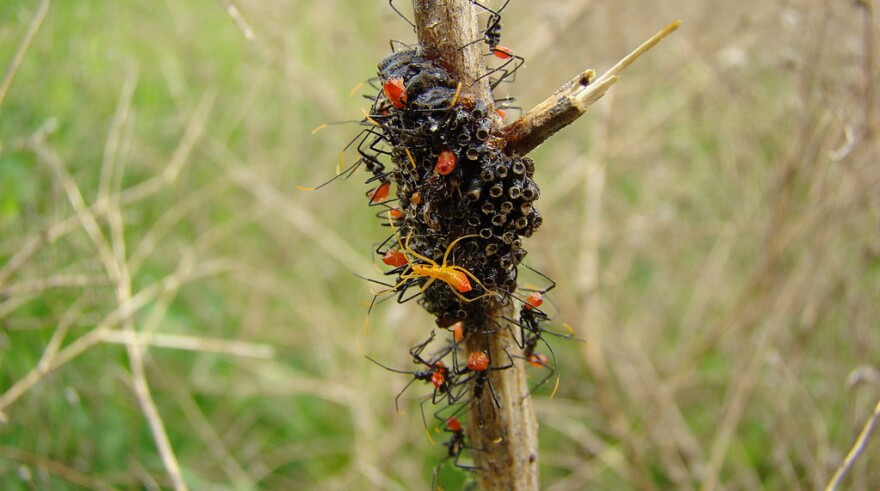 Wheelbug nymphs and eggs.