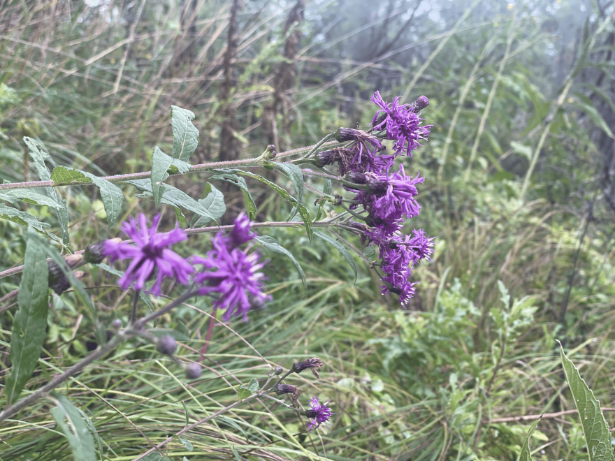Vernonia gigantea (tall ironweed) in Ypsilanti Township's Highland fen.