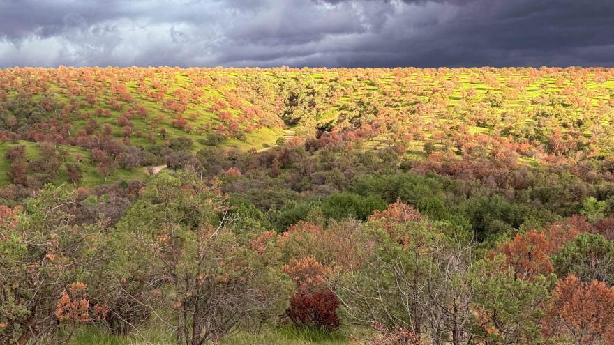 Dry Plants 2025 Hills 3