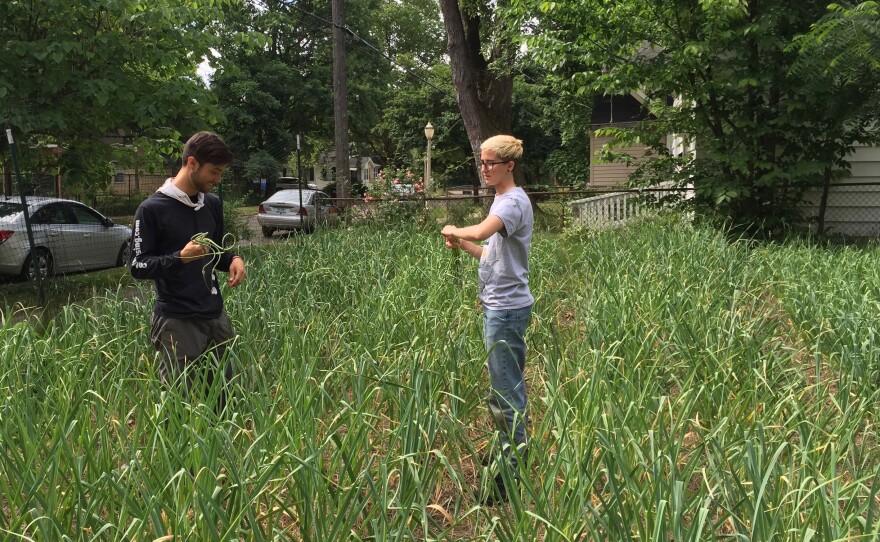 One of several fields at Urbandale Farm, where two farmhands help with harvesting fresh garlic scapes.