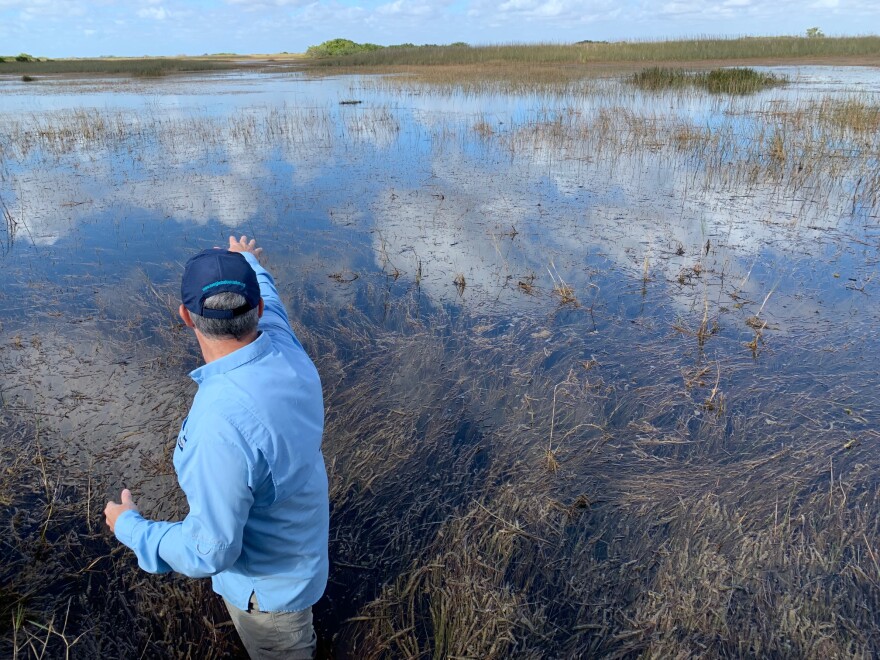 Everglades Foundation Chief Scientist Steve Davis says bigger pumps will help move water from a conservation area, pictured here, under bridges across the Tamiami Trail and into Everglades National Park.