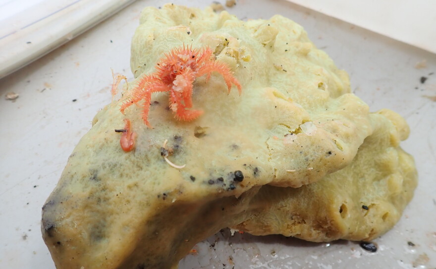 A juvenile golden king crab associated with a sponge collected during a NOAA Fisheries bottom trawl survey in the Aleutian Islands. The complex structure of sponges provides critical nursery habitat for young crabs.