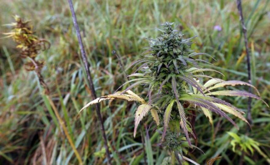 This Tuesday, Oct. 10, 2017 photo shows hemp plants in a field at the University of Virginia Wise in Wise, Va., 2017.