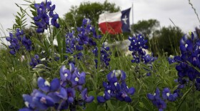 The Texas flag flies in the middle of a field of bluebonnets near Navasota, Texas. 