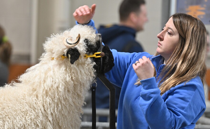Ally Rudy of Halifax preps a sheep for competition at the 2026 Pennsylvania Farm Show.