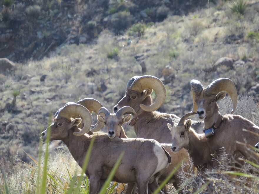 desert-bighorn-bri-for-web