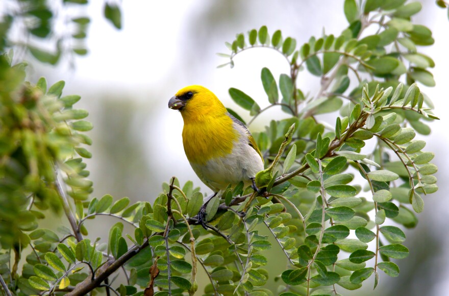 Palila are large for native honeycreepers, just a bit smaller than the regular red Northern cardinals you may see in your backyard. They have yellow heads with black lores, yellow breasts, and white-cream colored bellies. Males are more brightly colored yellow than females.