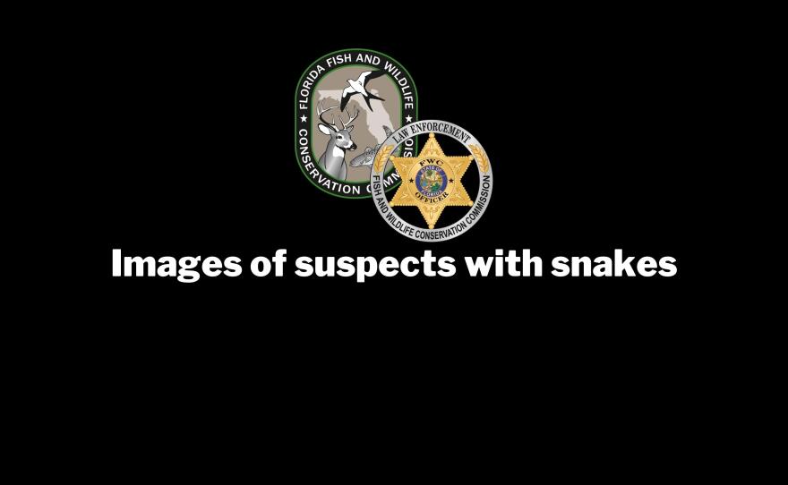 Snakes taken into Florida Fish and Wildlife custody during the FWC's Operation Viper, an investigation into venomous snake trafficking.