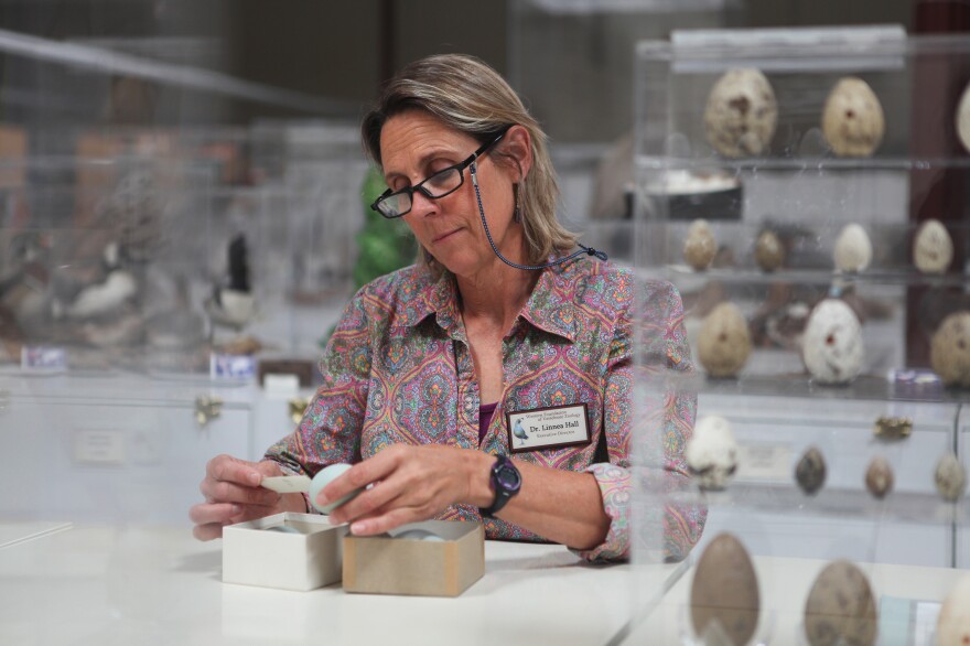 Biologist Linnea Hall, director of the Western Foundation, examines a great blue heron egg from the collection. She stands amid more than 1 million eggs, representing more than half of all known bird species.