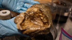 A close up image of the Gulf of Alaska's “golden orb” in the lab of the Smithsonian Institution.