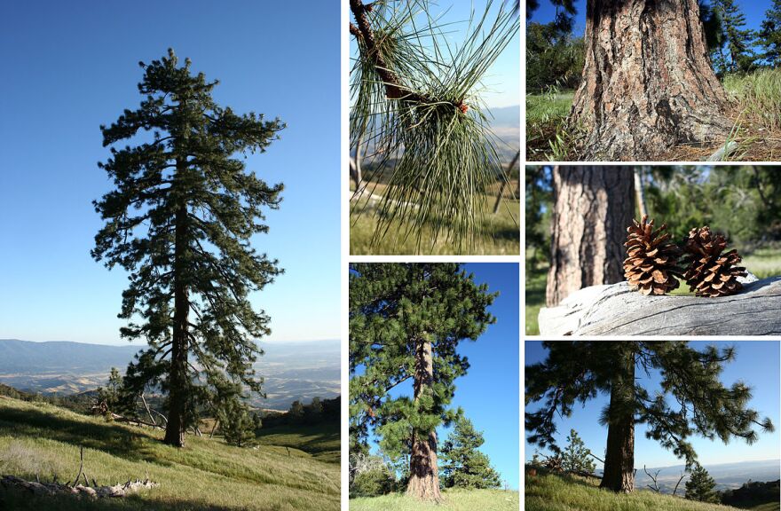 Ponderosa pine, Montana's state tree.