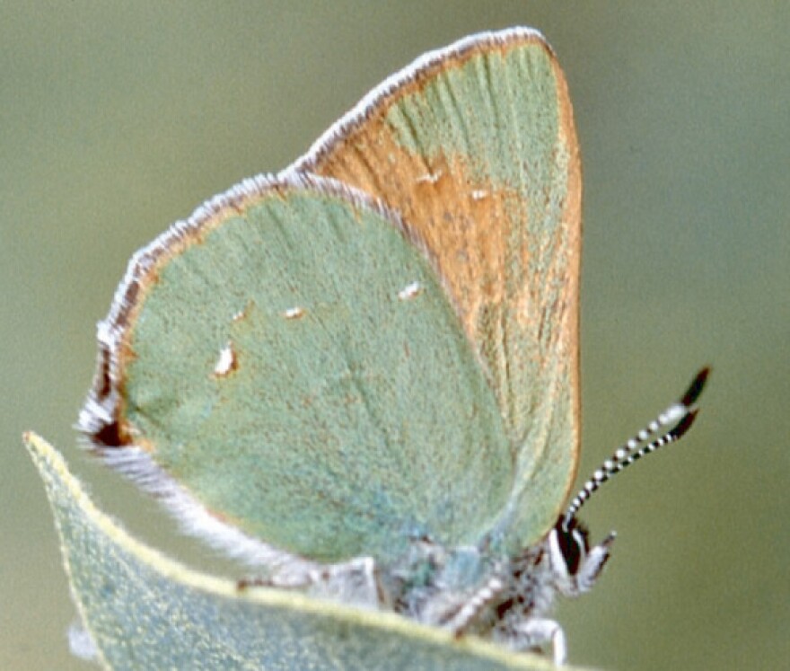 Sacramento Mountains western green hairstreak butterfly, last documented in 2004, sits on a leaf.