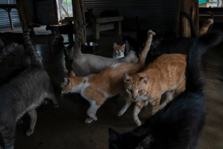 Cats that are ready to adopt are seen at Yaqui Animal Rescue, also known as Yaqui Ranch, in Sullivan City on July 26. They currently have around 80 dogs, 100 cats, five horses, 21 cows and eight pigs at the 80-acre ranch.