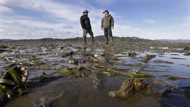 Two people stand on a muddy surface at low tide a sunny day.