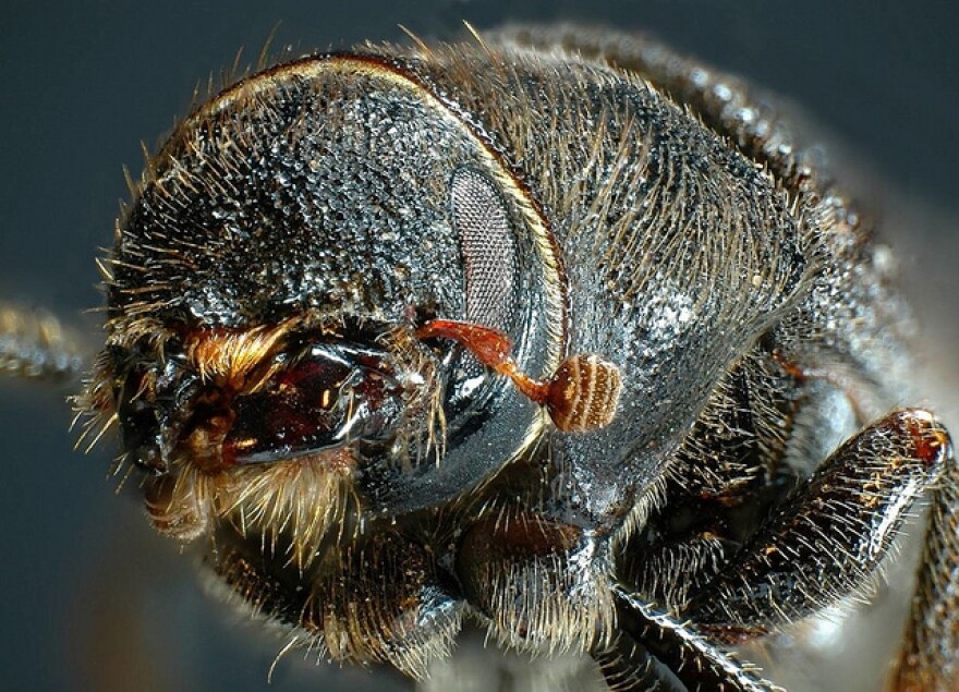 Some Predict Ponderosas May Be At Risk For Pine Beetle Infestations