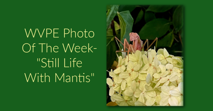 pow still life mantis.png