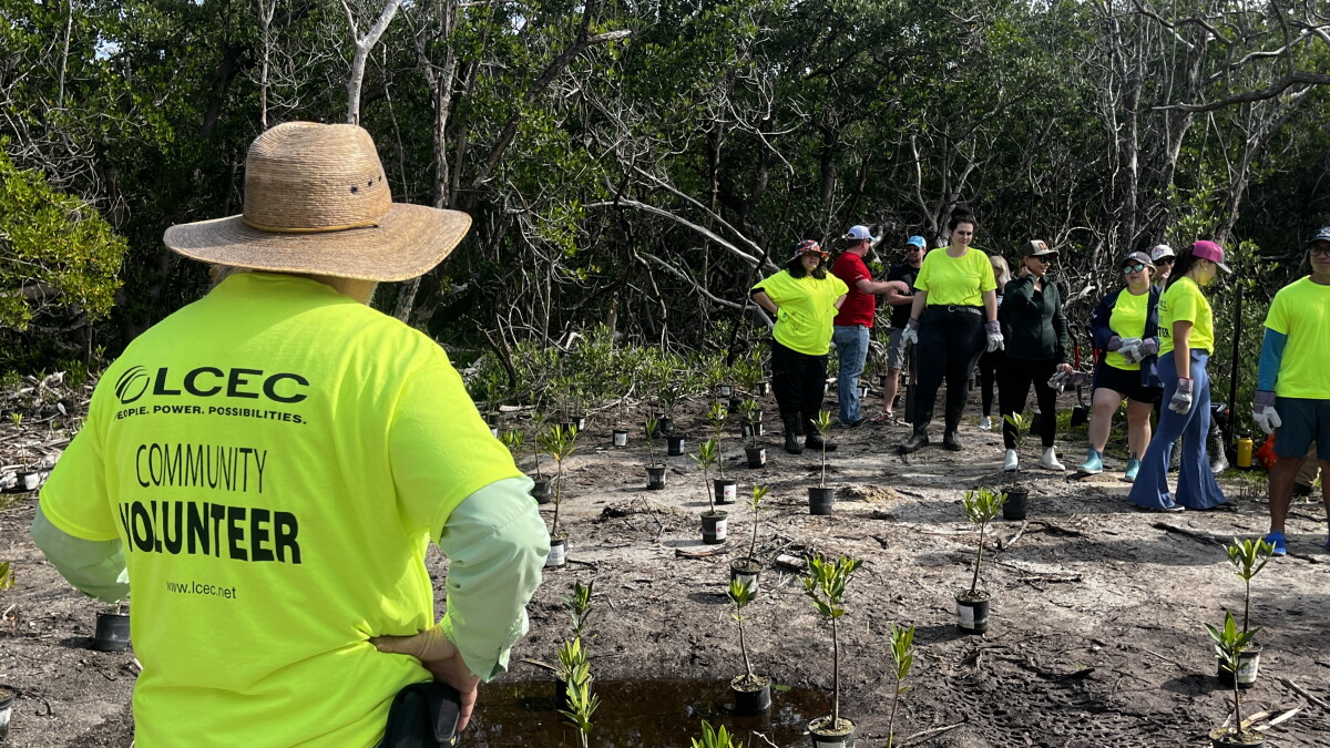 Delnor-Wiggins Pass State Park gets new mangroves to rebuild damage from Hurricane Ian - Vimarsana News