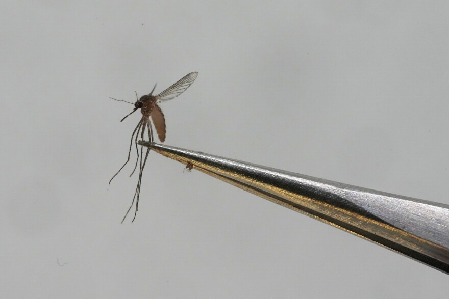 FILE - A Culex tarsalis mosquito is shown at the Salt Lake City Mosquito Abatement District on Aug. 28, 2023, in Salt Lake City.